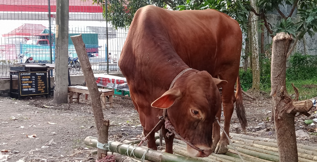 JELI MEMILIH: Biasanya, jelang Idul Adha ada saja pedagang yang berlaku curang dengan menggelonggong sapi. Konsumen pun diharapkan hati-hati ketika membeli hewan kurban. Jangan sampai terkecoh hanya karena tubuh sapi gemuk.