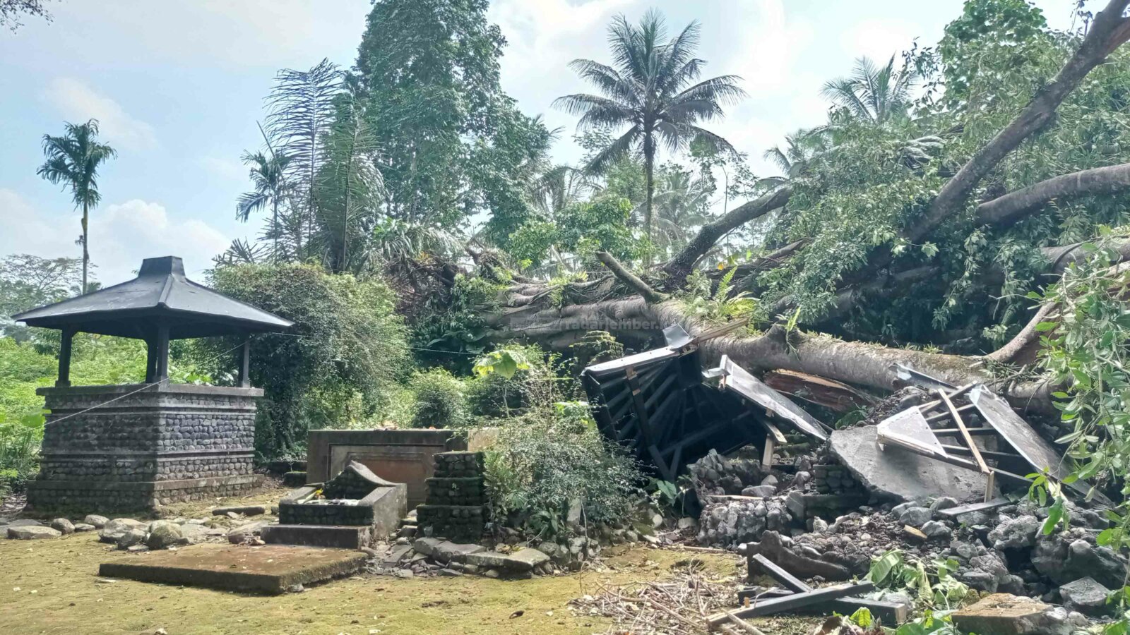 TUMBANG: Salah satu pohon tua jenis bulu atau beringin pencekik tumbang di kawasan Situs Selogending, Kandangan, Senduro. Pohon tersebut sudah berusia ratusan tahun.
