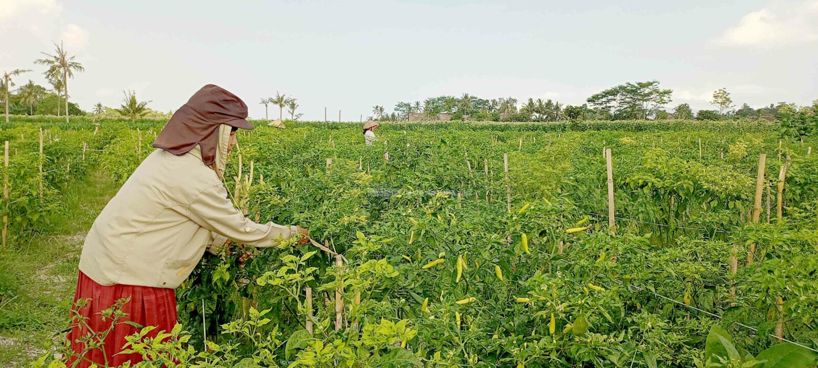 PANEN RAYA: Seorang petani tengah memanen cabai di areal persawahan Desa Jambearum, Kecamatan Puger.