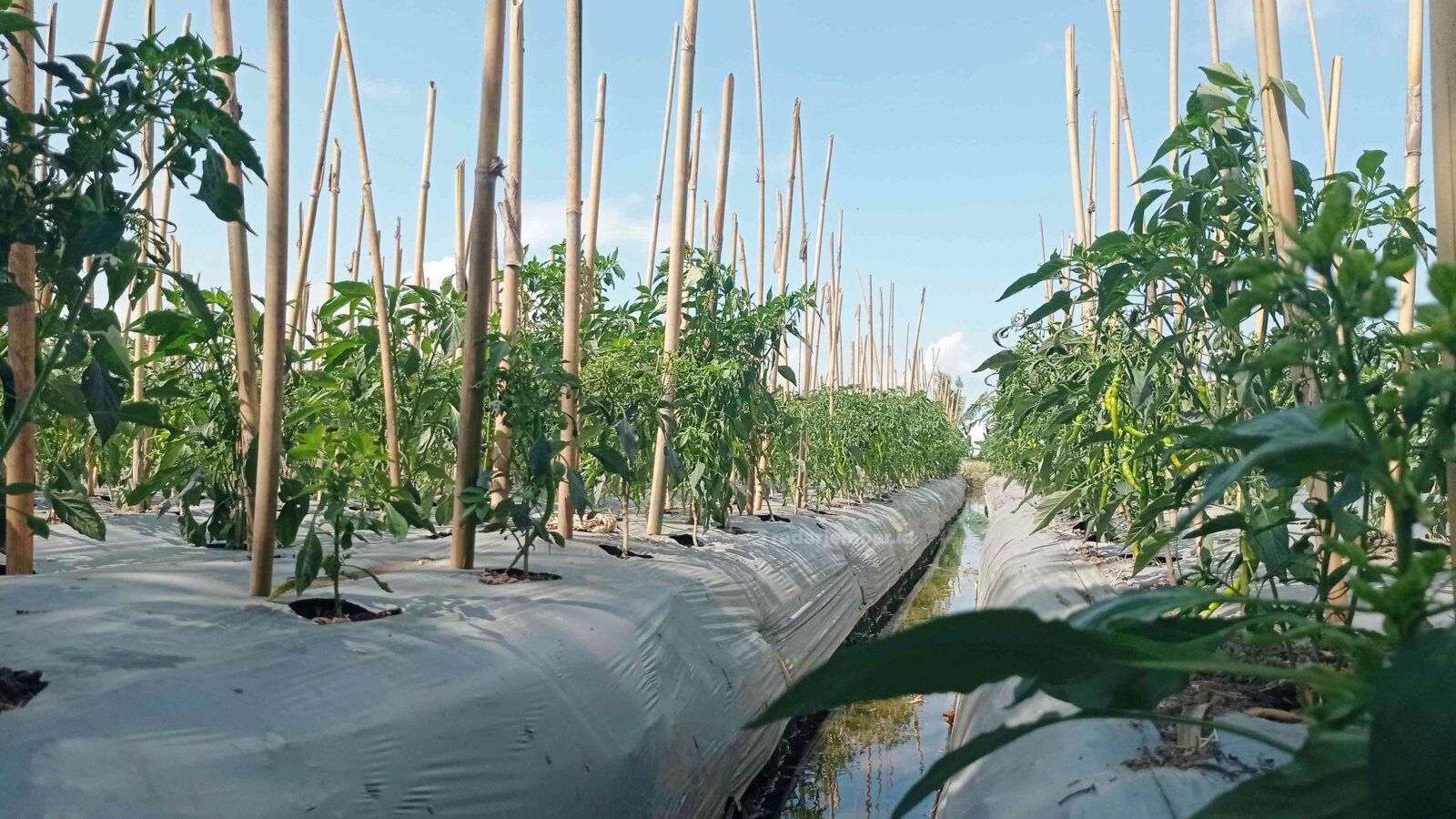 MEMASUKI PANEN: Cabai hijau yang ditanam petani di Desa Labruk Kidul, Kecamatan Sumbersuko, memasuki masa panen. Kini, salah satu cara menekan kerugian, mereka menjual langsung ke konsumen.