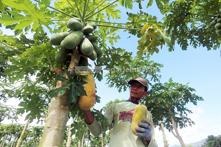 DIBUAT GALAU: Petani di daerah Tempurejo memanen buah pepaya yang kini harganya meningkat sekitar Rp 3.500 per kilogram. Pada awal pandemi tahun kemarin, buah ini harganya terjun bebas, hingga petani enggan merawatnya.