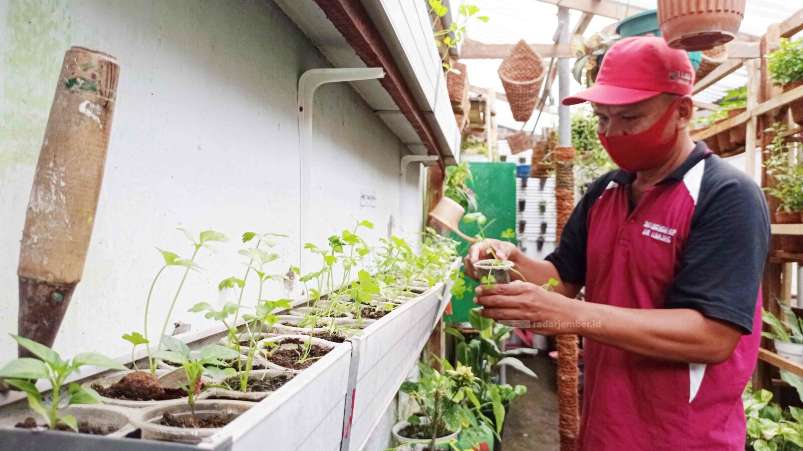 HIJAU: Salah seorang warga memeriksa tanaman di lokasi Program Kampung Iklim (Proklim) RW 02 Ditotrunan. Salah satu penilaian Proklim adalah partisipasi penuh masyarakat.