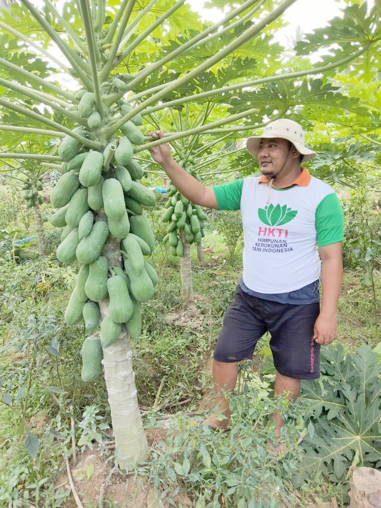 MENJANJIKAN: Prospek pepaya california kini tengah melonjak, seiring tingginya permintaan di kalangan masyarakat. Tak hanya di Jember, tetapi juga bisa mencapai ke Jawa Timur dan Bali.