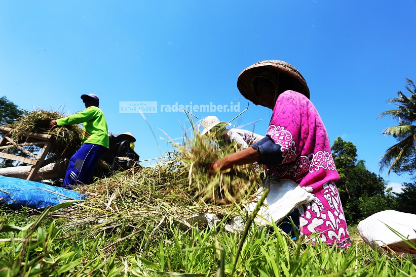 AKHIR PANEN: Petani di daerah Gambirono, Kecamatan Bangsalsari, saat memanen padi, belum lama ini. Kini, harga gabah berangsur membaik di kisaran Rp 4.500 per kilogram.