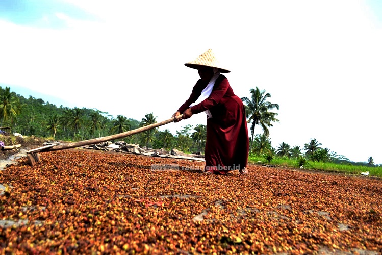 PRODUK UNGGUL: Salah seorang petani menjemur biji kopi. Saat ini adalah masa panen raya bagi para petani kopi. Dan mereka butuh kehadiran pemerintah. Minimal untuk menjaga stabilitas harga agar tidak jatuh seperti sekarang.