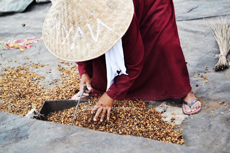 Lebih separuh dari 31 kecamatan di Jember merupakan daerah penghasil kopi. Namun, rupanya komoditas perkebunan ini belum tergarap dengan baik. Sebab, hingga kini petani masih saja dihadapkan pada persoalan klasik. Kelangkaan pupuk, pengolahan pascapanen,
