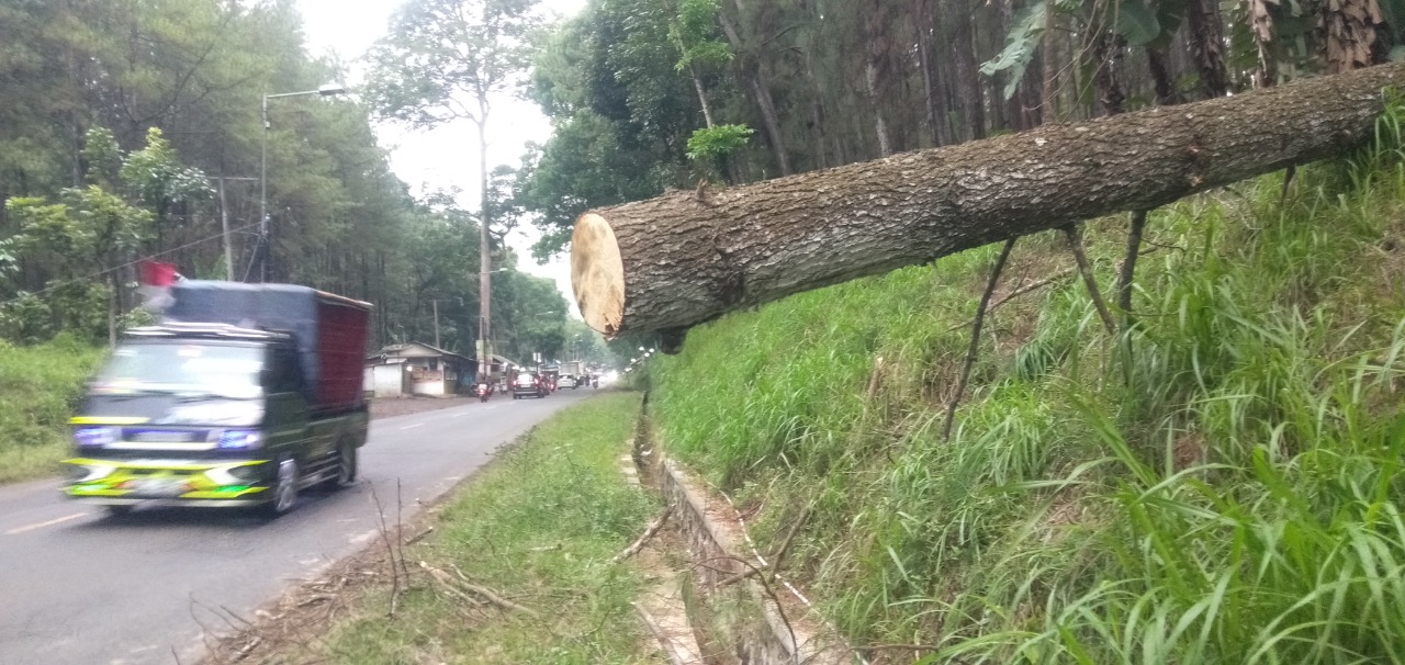 TUMBANG: Pohon Pinus Raksasa tumbang di pinggir jalan jalur Gumitir