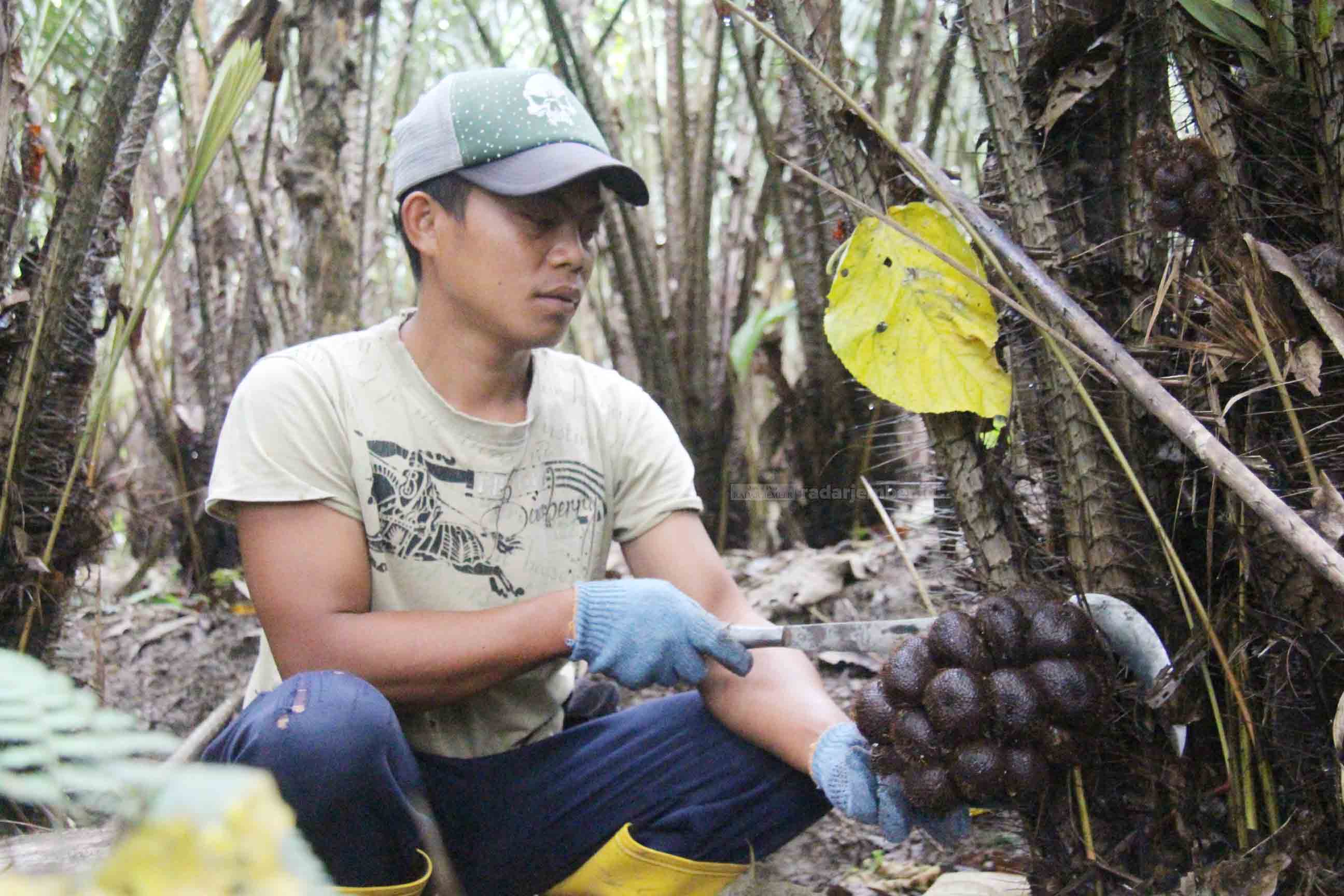 TETAP BERUSAHA: Salah satu petani salak Pronojiwo ketika memanen di kebunnya. Meski sempat tak laku di masa pandemi, petani tetap melakukan pengembangan pertanian salak.
