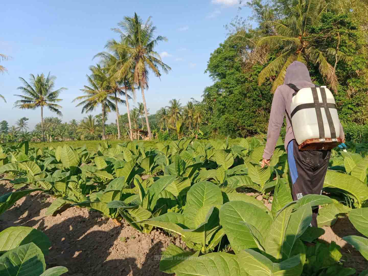 BUTUH PERHATIAN: Salah satu petani ketika menyiram tanaman tembakaunya. Bondowoso yang rata-rata penduduknya berprofesi sebagai petani ingin mendapat perhatian lebih.