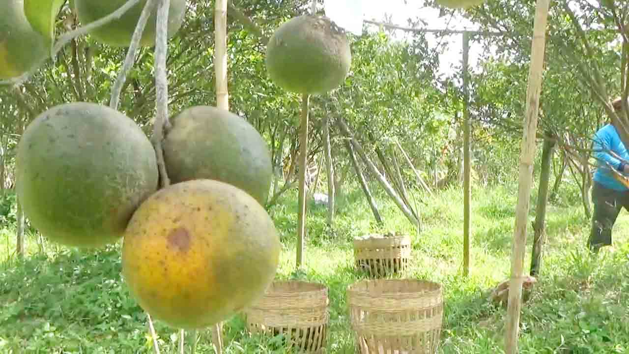 MEMUNGUT: Petani buah jeruk di Desa Grati, Kecamatan Sumbersuko, yang sedang panen. Dia khawatir merugi karena hama sudah mulai menyerang.