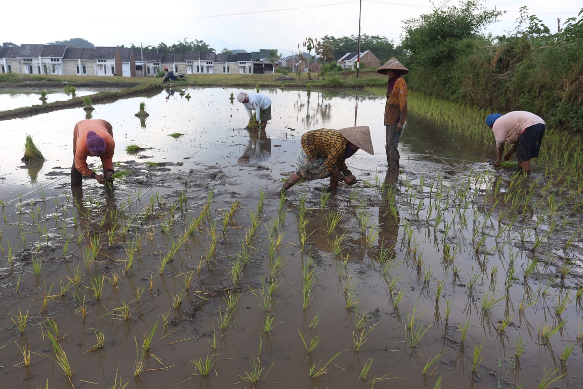 SUMBER BAHAN PANGAN: Petani di Kecamatan Sumbersari ketika menanam padi pada musim tanam kemarin.