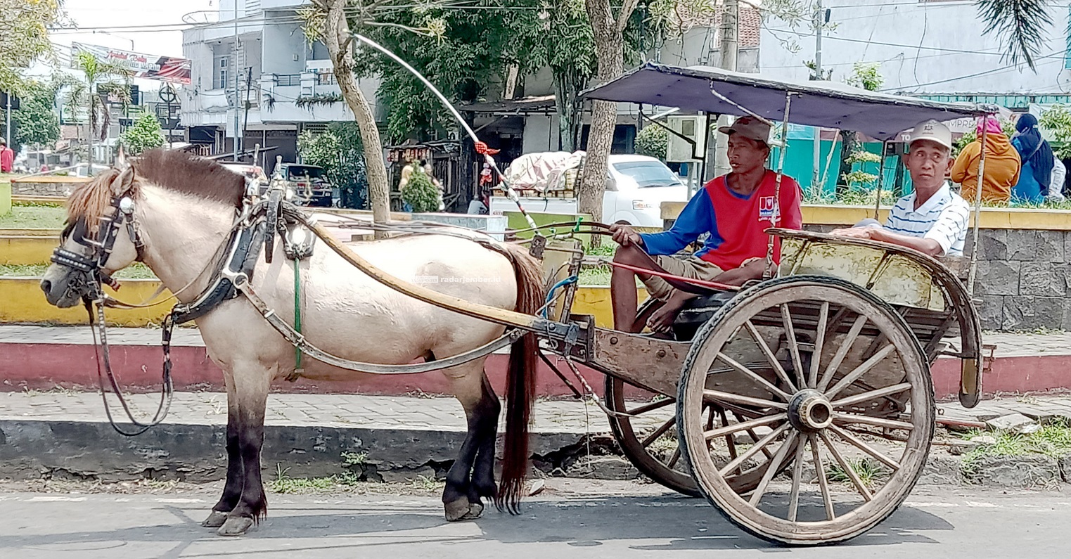 BERKURANG: Nasib dokar sebagai angkutan tradisional semakin terpinggirkan karena tersaingi angkutan modern, dan di Kecamatan Kalisat, kusir dokar kini tinggal satu orang.