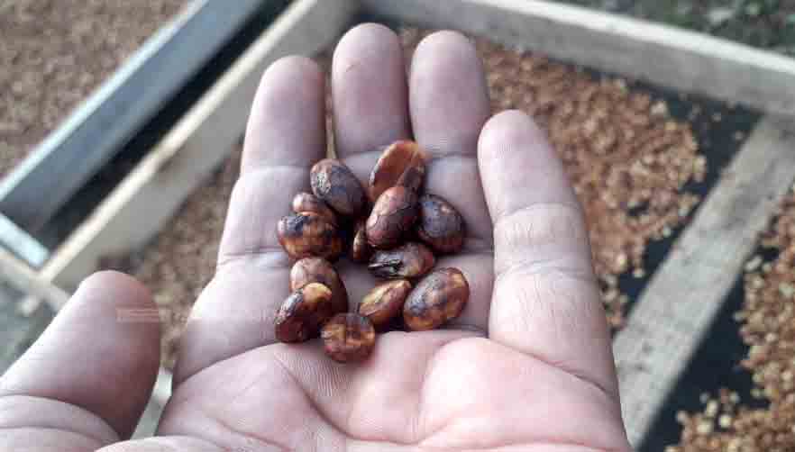 MASIH DIGANDRUNGI: Komoditas kopi Bondowoso yang terkenal dengan arabika Ijen rupanya masih diminati banyak orang.