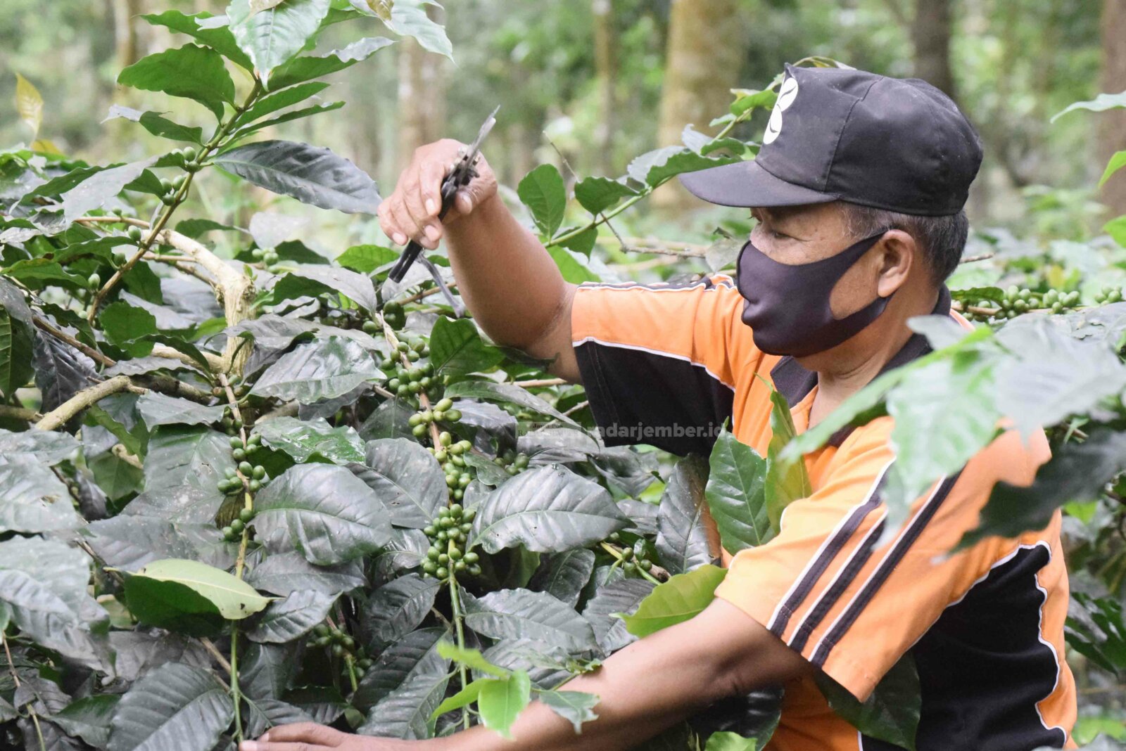 PANEN: Salah seorang petani kopi di Bondowoso ketika melakukan perawatan terhadap tanaman kopinya. Pemerintah Kabupaten Bondowoso dikabarkan akan membuat program Bondowoso Republik Kopi (BRK) kembali bersinar, dan bakal dianggarkan dalam Anggaran Pendapat