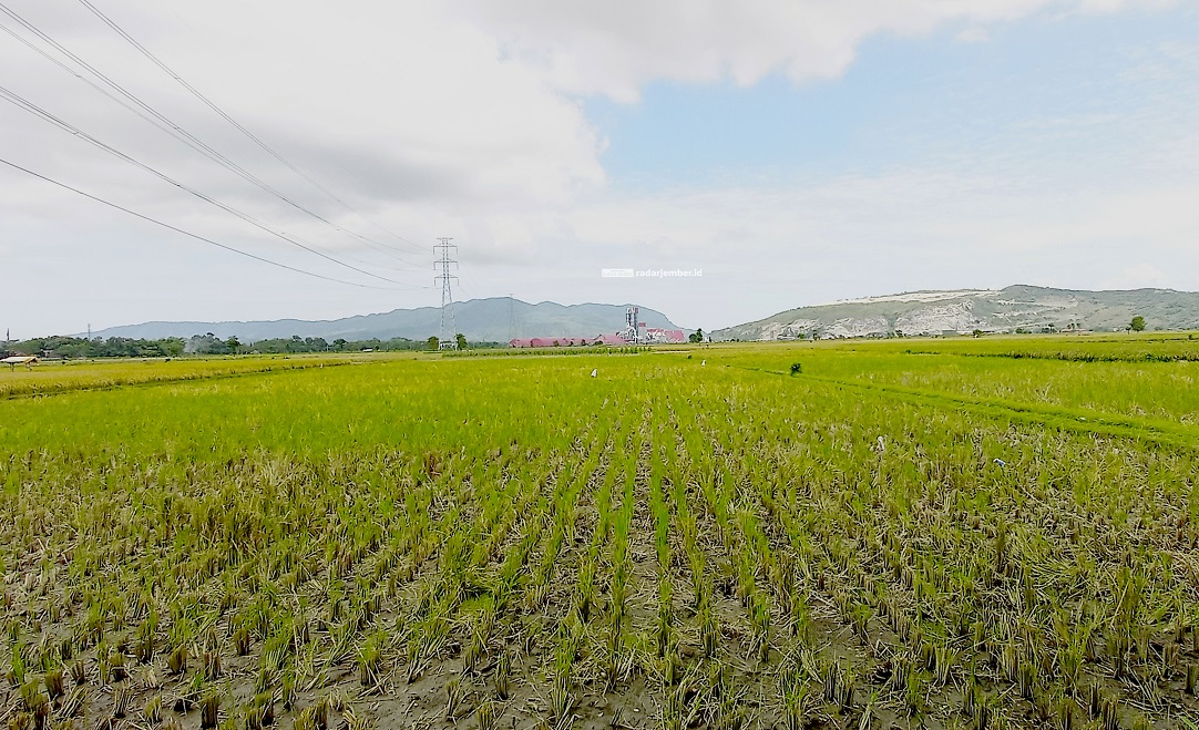 NESTAPA: Salah satu petani di areal persawahannya di sekitar Desa Wonosari, Puger. Mereka membutuhkan bahan bakar solar untuk menggerakkan mesin-mesin atau alat pertanian mereka.