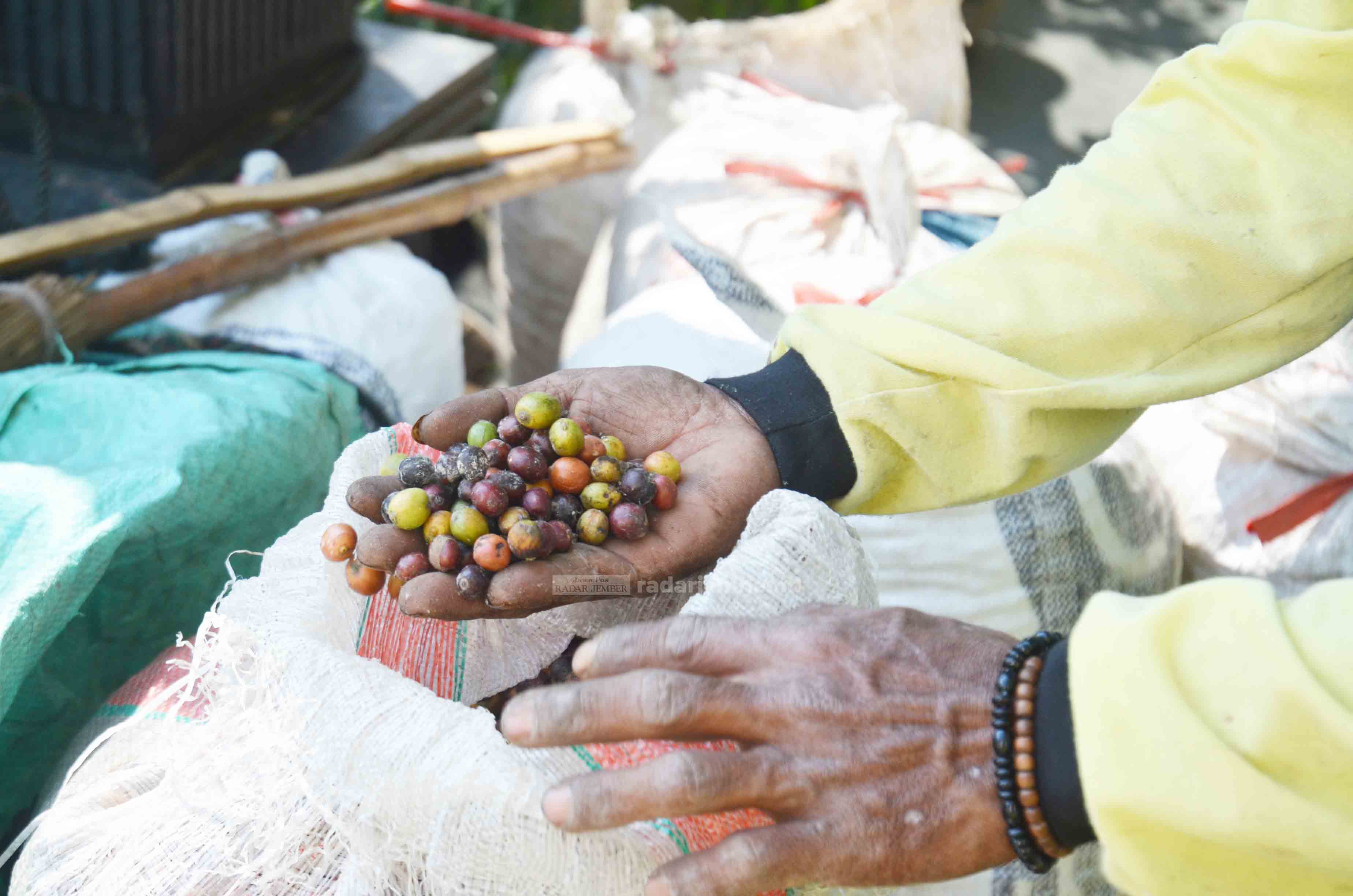 DIPILAH: Salah seorang petani kopi di Bondowoso ketika menunjukan hasil panen kopinya. Kopi Bondowoso di Sumberwringin kini ditawarkan ke luar negeri dengan harga fantastis.
