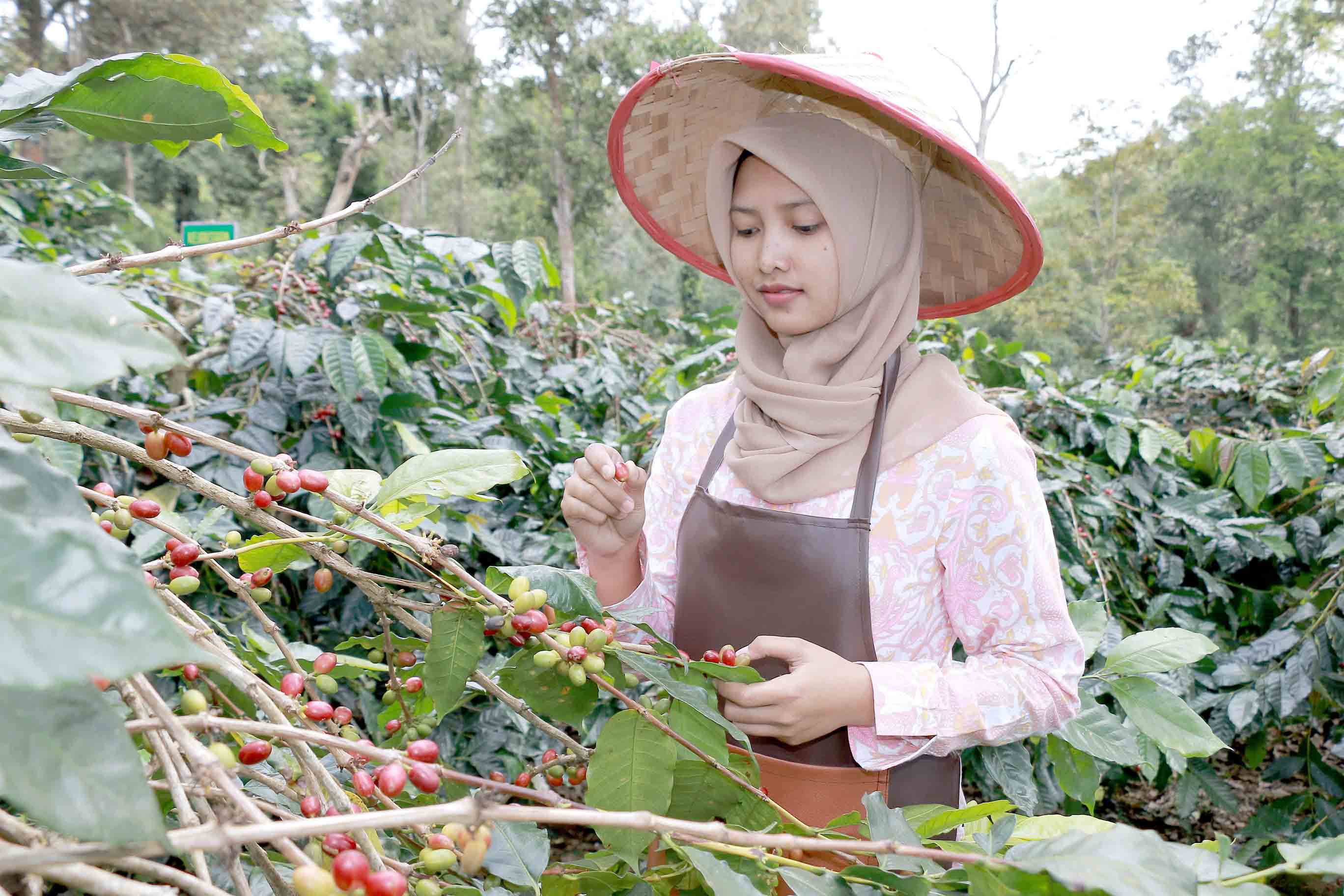 PANEN: Salah satu petani kopi sedang memanen tanaman kopinya. Pembinaan kepada mereka dinilai menjadi salah satu kunci kesuksesan BRK.