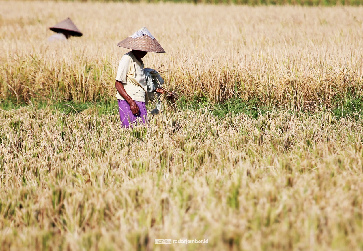 “Dari 1.000 ton, tereksekusi 500 ton. Sisanya akan dilakukan setelah 500 ton terdistribusi.” IMAM SUDARMAJI - Plt Kepala Dinas Tanaman Pangan dan Hortikultura Kabupaten Jember