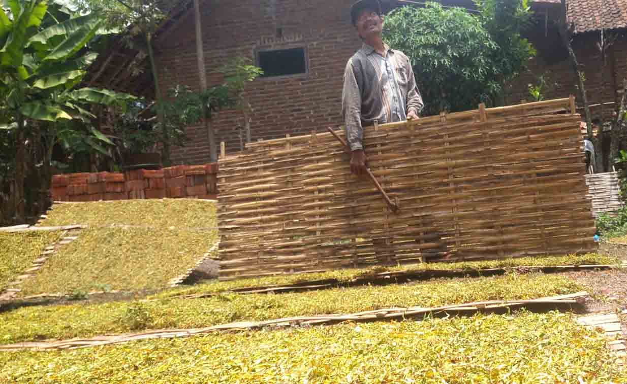 BERHARAP BANYAK: Tembakau hasil petani ini diharapkan Asosiasi Petani Tembakau Indonesia (APTI) Kabupaten Bondowoso dapat diakomodasi oleh pabrik-pabrik rokok.