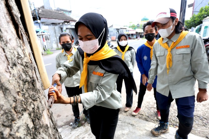 RAWAT POHON: Mahasiswa pencinta alam Imapala dari STIE Mandala mencabut paku yang tertancap di pohon pinggir jalan.