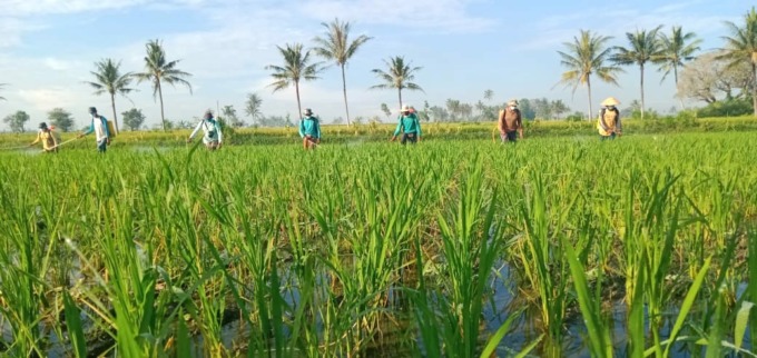 TAK BANYAK PEMINAT: Sejumlah petani saat melakukan penyemprotan terhadap tanaman padi di sawahnya karena terserang hama. Tak banyak petani yang antusias mengikuti program asuransi padi.