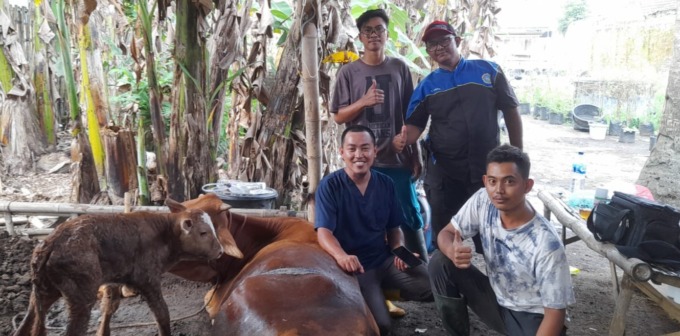 BERHASIL: Pedet tampak berdiri di samping induknya setelah dilakukan operasi Caesar.