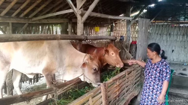 DITEMUKAN: Dua sapi warga yang dicuri kawanan maling di temukan di Desa Bodang, Kecamatan Padang.