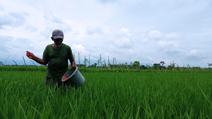 Salah satu petani menaburkan pupuk di sawahnya.
