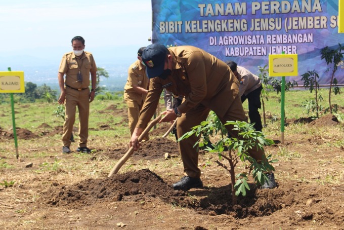 KELENGKENG JEMSU: Bupati Jember Hendy Siswanto saat menanam bibit kelengkeng Jemsu di lahan yang terletak di Rembangan, tepatnya di Desa Kemuning Lor, Kecamatan Arjasa.