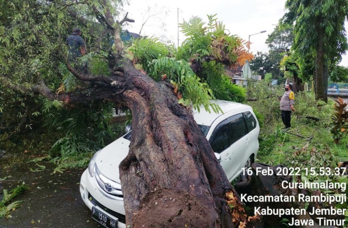 TAK ADA KORBAN: Sebuah mobil berwarna putih tertimpa pohon ketika melintas di Jalan Raya Dusun Gumawang, Desa Curahmalang, Kecamatan Rambipuji, Rabu (16/2) sore.