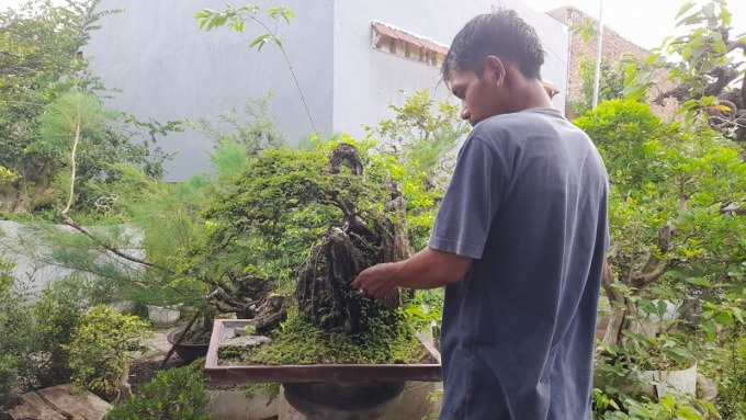 PERAWATAN EKSTRA: Salah satu pecinta bonsai ketika merawat tanamannya. Saat memasuki musim hujan, tanaman bonsai memerlukan perawatan ekstra karena tingkat kelembaban tanaman saat musim tersebut tinggi, sehingga rentan terserang penyakit.