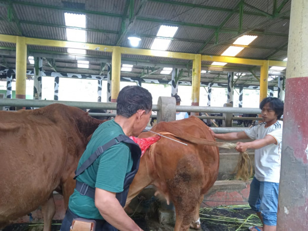 PENGAWINAN: Agung memproses kawin suntik sapi agar tidak gagal bunting, di Desa Kemuning Lor, kemarin.