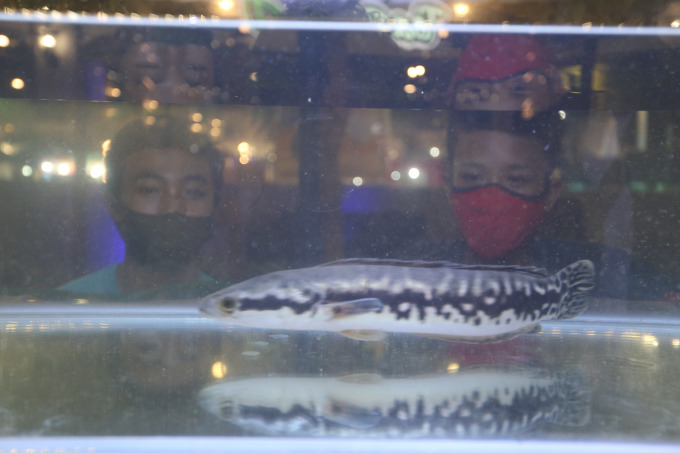 LAGI HYPE: Para pencinta ikan tengah melihat pergerakan dari ikan predator, yaitu snakehead. Walau ikan pemangsa tersebut harganya naik, tapi tetap diminati.