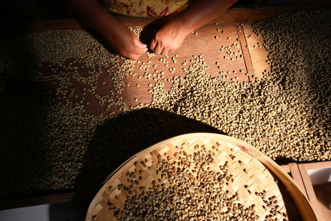 MEMILAH: Proses sortir kopi di Bondowoso. Sayangnya, sistem ijon kembali dipakai petani kopi. Dampaknya, nama Bondowoso sebagai penghasil kopi terbaik bisa meredup.