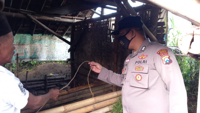 CEK TKP: Anggota Polsek Mumbulsari ketika melihat kandang milik korban pencurian sapi.