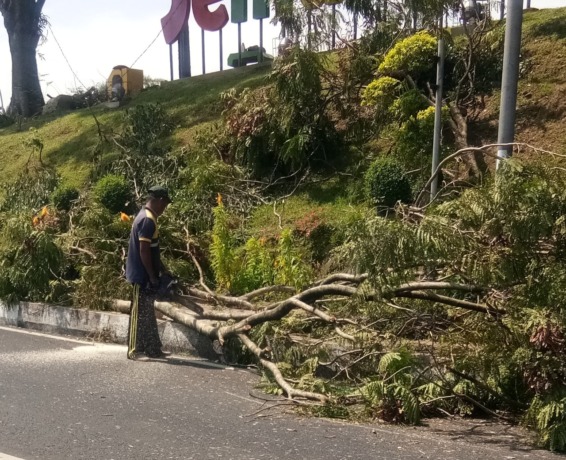 CEGAH POHON TUMBANG: Pegawai memangkas pohon di kawasan taman Semanggi demi mencegah agar tidak patah atau tumbang.