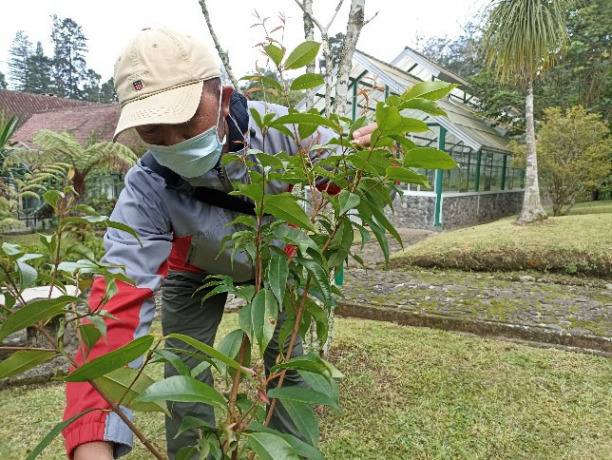 Petugas Kebun Raya Cibodas merawat Syzygium ampliforum Amshoff, salah satu tanaman Indonesia yang hampir punah. (Hilmi Setiawan/JawaPos)