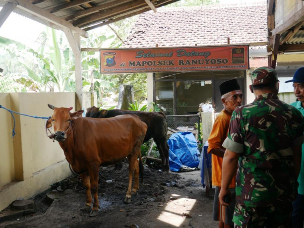 GAGAL: Sapi-sapi yang gagal dicuri komplotan maling sapi diamankan di Mapolsek Ranuyoso, hari ini. Kini, polisi masih mendalami kasus pencurian sapi tersebut.