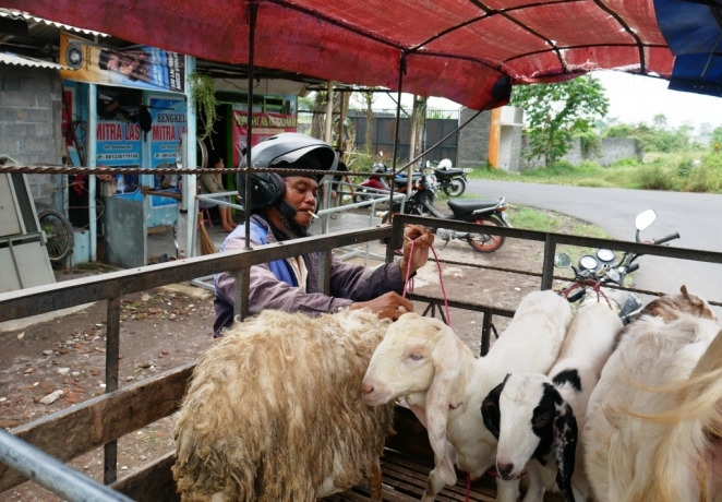 KECELE: Salah satu pedagang kambing, Rejo saat menjajakan kambingnya di Pasar Hewan Jogotrunan, Lumajang. Dia mengaku tidak tahu pasar tersebut ditutup sementara.