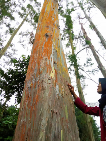 SUASANA TENANG: Para pengunjung sedang asyik menikmati keindahan pohon pelangi. Lokasi wisata ini terletak di Desa/Kecamatan Sumberwringin, Bondowoso.