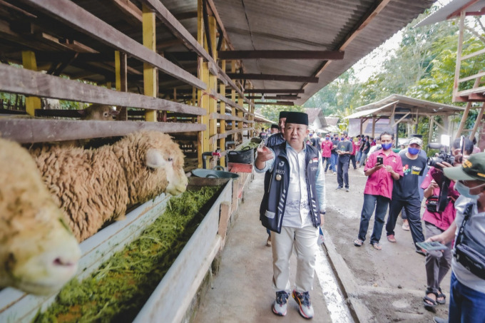 BANGGA: Bupati Hendy ketika mengunjungi ternak terpadu di Desa Suco, Kecamatan Mumbulsari.
