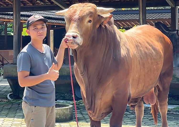 Caption: Menjadi peternak muda diusia 24 tahun dan beromzet miliaran rupiah, tentu sangat membanggakan bagi Setyo Hermawan dan perjalanan menuju sukses tidak semudah membalik telapak tangan.