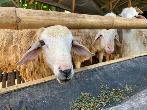 SIAP ANGKUT: Kambing milik Fuad yang berada di halaman depan rumahnya siap diangkut pembeli. Kondisinya sehat dan berukuran sedang.
