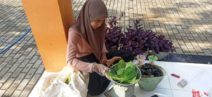 BASMI ULAT: Ekstrak daun bintaro dapat dimanfaatkan sebagai pembasmi ulat gerayak pada tanaman sayur.