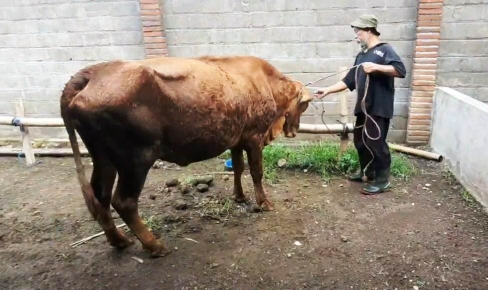 MERAWAT: Peternak sapi saat mengecek kondisi kebersihan hewan ternaknya.