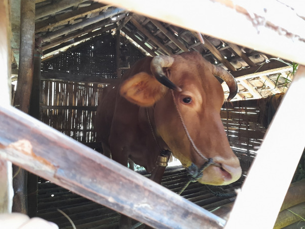 KESEPIAN: Salah satu sapi milik warga Bondowoso yang masih dalam kondisi sehat. Menjelang Idul Adha, penyebaran PMK terus bertambah.