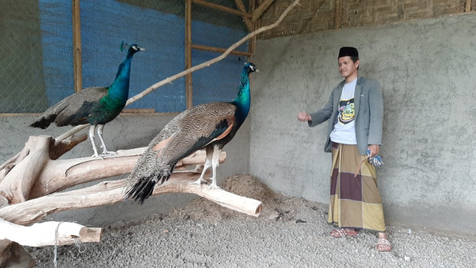 MEMBERI MAKAN: Abdul Fatah, pemilik ternak burung merak. Mulai dari tiga ekor, kini merak ternakannya beranak-pinak.