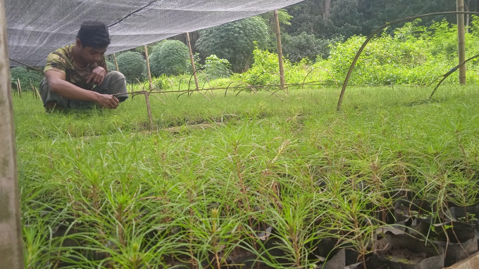 MERAWAT BIBIT: Pekerja mempersiapkan bibit pinus di Desa Pancoran, untuk ditanam di wilayah hutan.