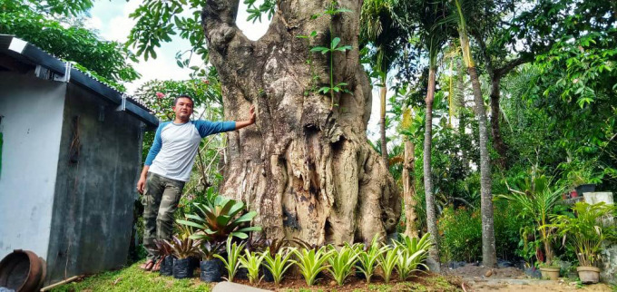 MAHAL: Tanaman hias jenis pulai yang diklaim berusia 200 tahun dibanderol Rp 100 juta, di Desa Ajung.