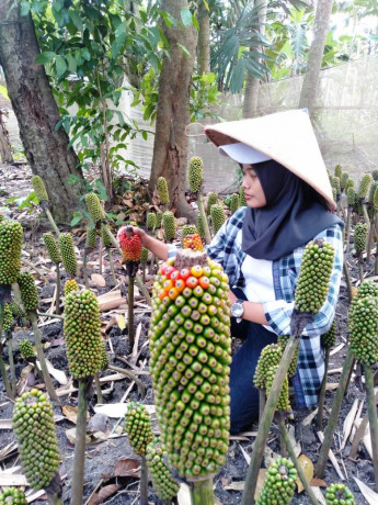 Inovasi menjadi bagian hidup Firdausi. Dia menjadi pelopor di bidang pangan berkat pupuk bioorganik. Perempuan asal Desa Sukamakmur, Kecamatan Ajung, itu selalu mengisi hari-harinya dengan beragam aktivitas yang produktif.